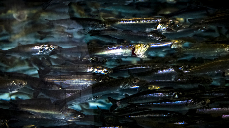 A close-up of a school of fish in the sea