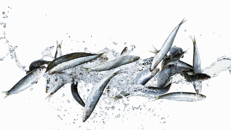 sardines being splashed with water against a white background