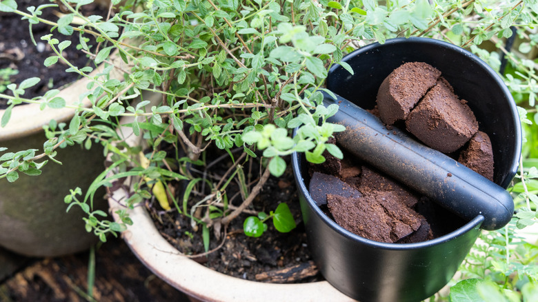 Coffee grounds in bucket next to garden plant