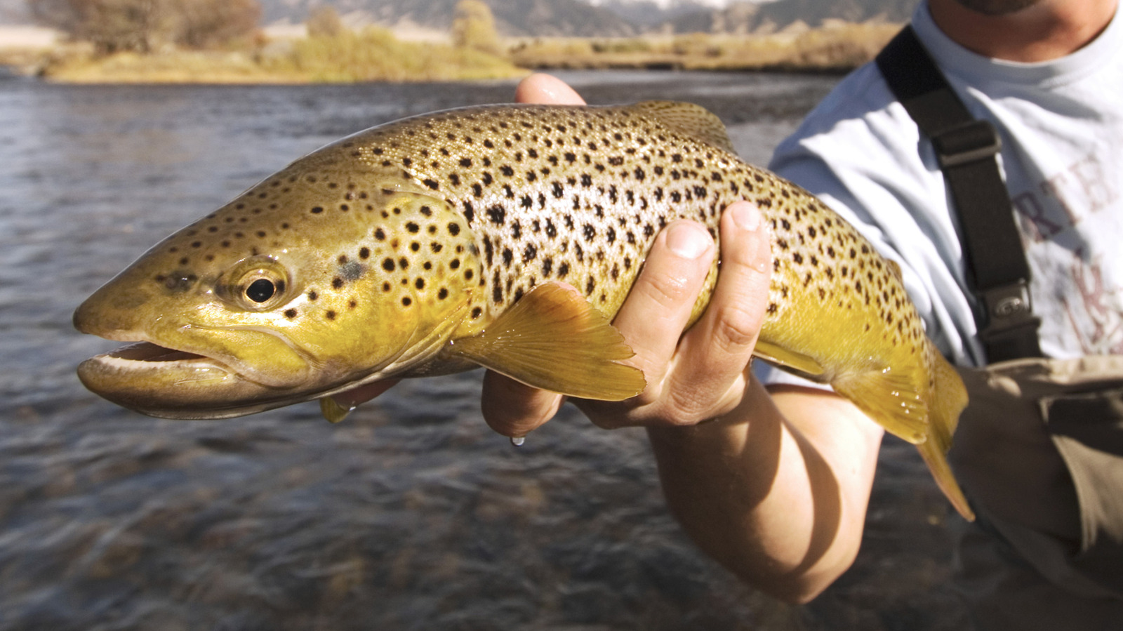 Common Mistakes People Make When Cooking Fish