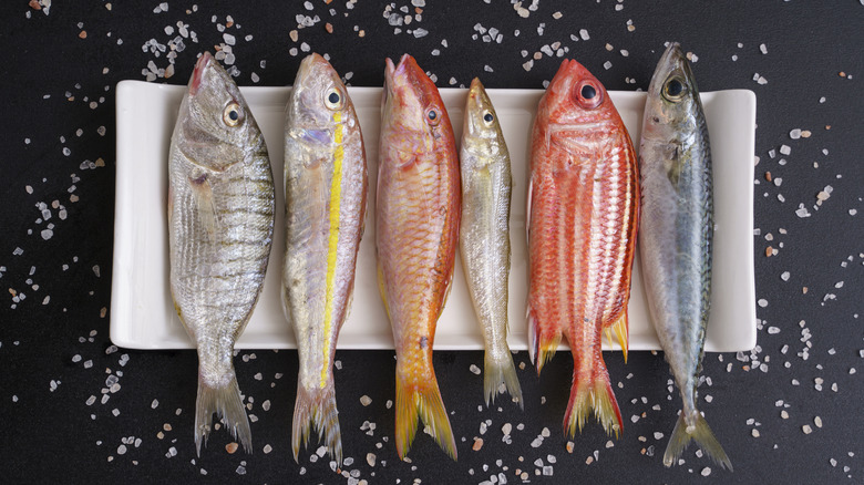 Top-down view of different fresh fish