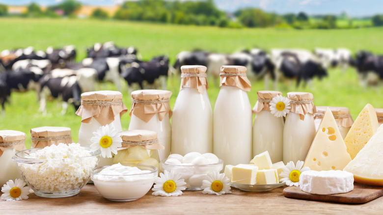 A variety of dairy products, including milk, cottage cheese, butter, yogurt, and cheese in glass bowls, jars, and sitting on plates, with a field and cows in the background