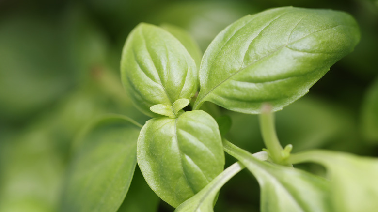 Close up of bush basil Ocimum basilicum