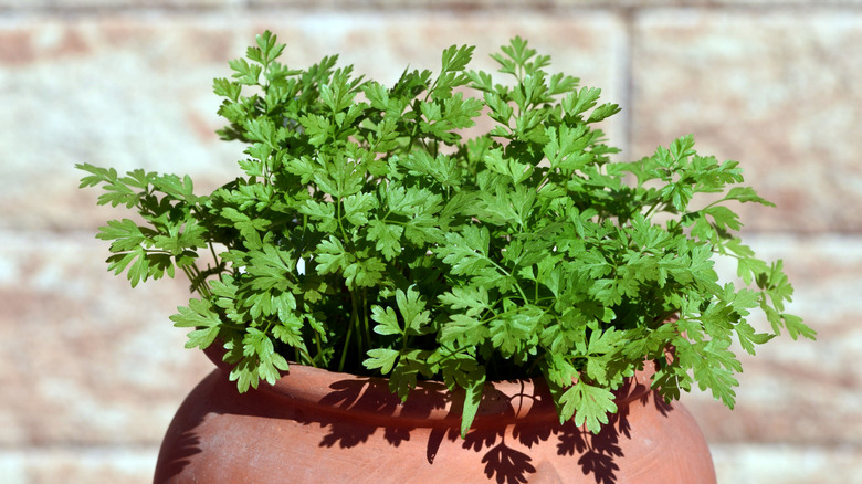 A large pot of chervil