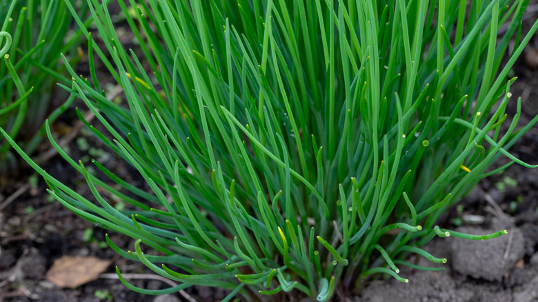 Close up of vibrant green chive plant.