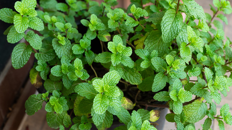 Close-up of mint in a pot