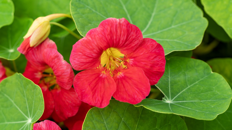 Close up of a nasturtium flower