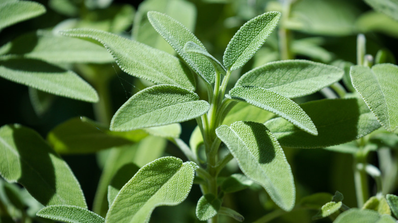Close up of a sage plant