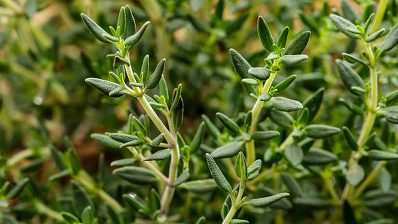 Close up of fresh thyme