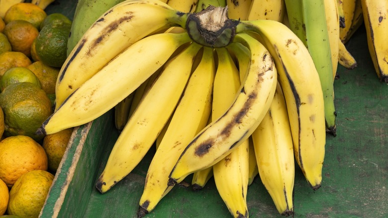 bunches of ripe plantains in a fruit market