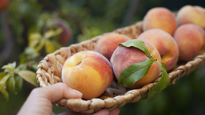 A close-up of someone holding a narrow wooden basket full of peaches
