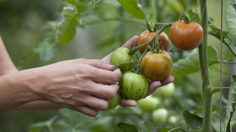 Someone holding tomatoes on the vine