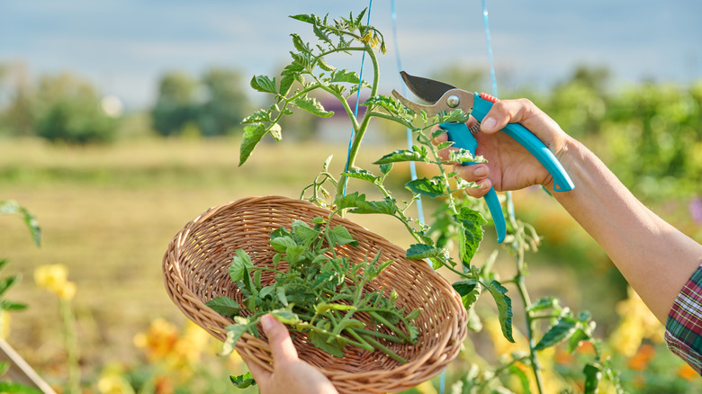 A gardener pruning a tomato plant