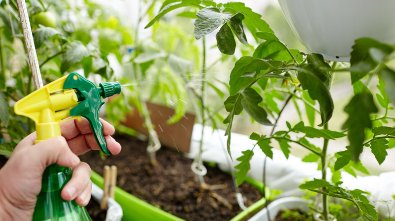Spraying tomato plants in a greenhouse