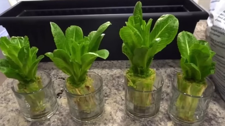 four lettuce stumps regrow heads of lettuce