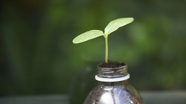 A seedling sprouting out of a water bottle filled with soil
