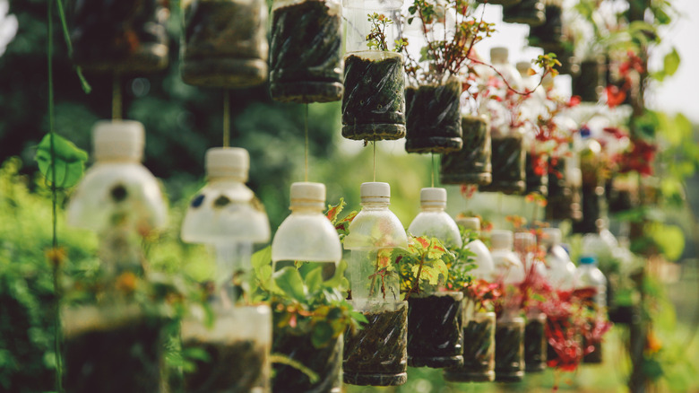 A line of water bottles converted into hanging planters with seedlings inside