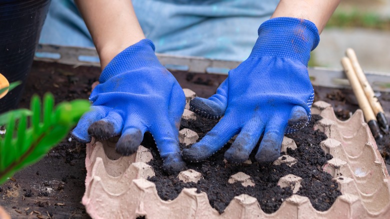 Someone filling a cardboard egg carton with soil in preparation for planting seeds in it