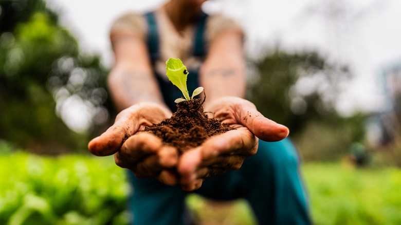 A close-up of a seedling with soil in someone's cupped hands