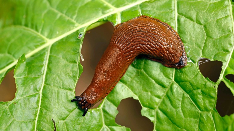 slug eats a plant in a garden