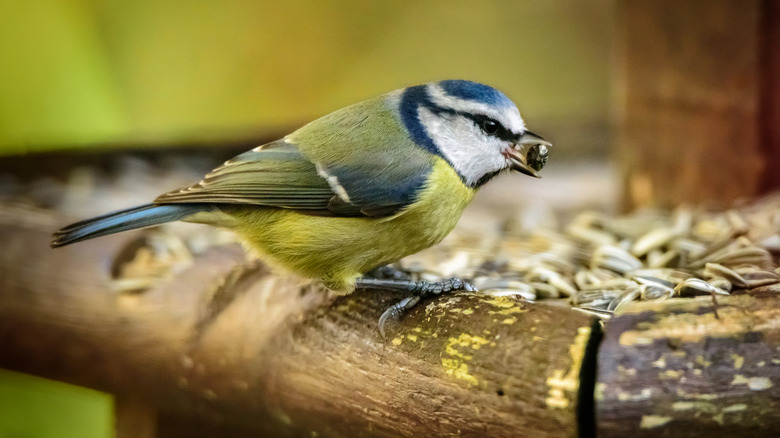 Bird eating seed from bird feeder, closeup