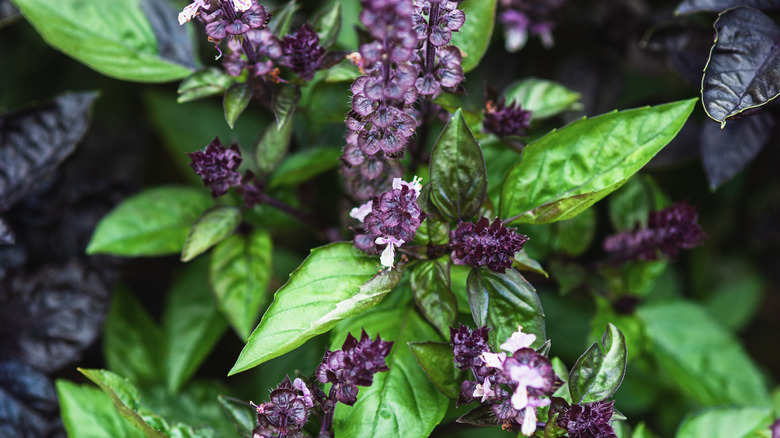 Cinnamon basil with green leaves and purple flowers