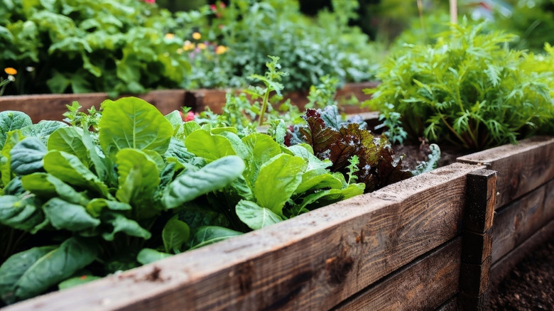 A raised bed in a garden growing vegetables