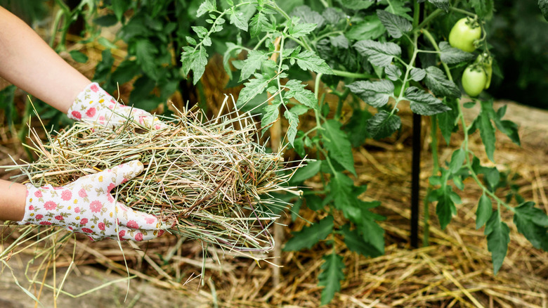 Adding straw mulch to the soil around tomato plants