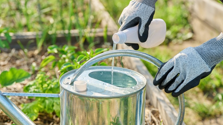 adding liquid fertilizer to watering can