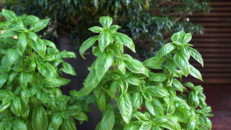 tall, strong basil plants in garden