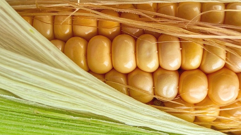 Close-up of a corn husk
