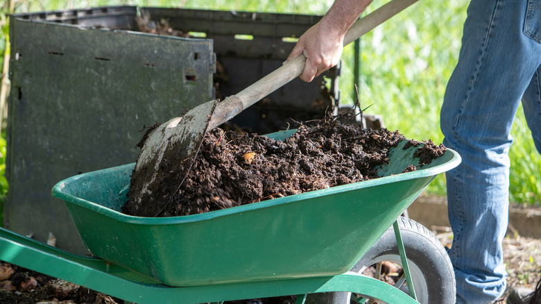 Man filling a green wheelbarrow with a compost shovel