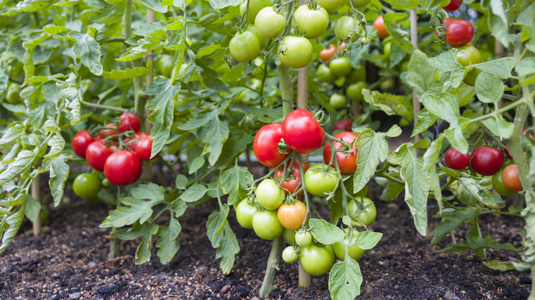 Tomatoes growing on the vine