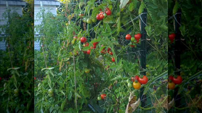 Tomatoes growing on a Florida weave trellis
