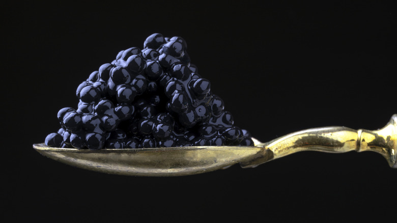 Closeup beluga caviar on golden spoon, black background