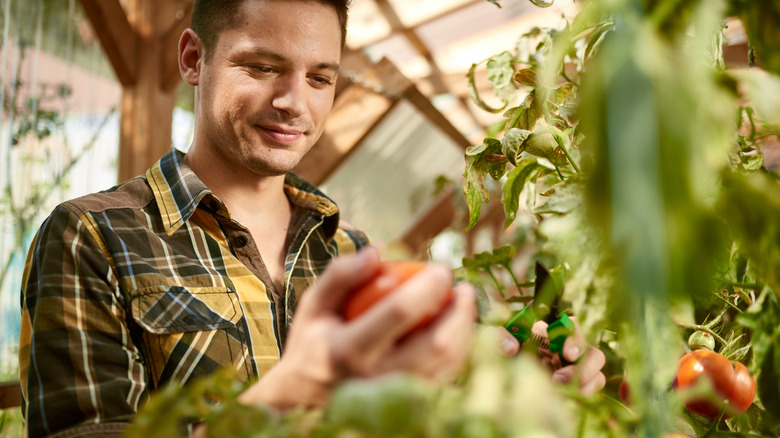 Male gardener tending to tomato plant