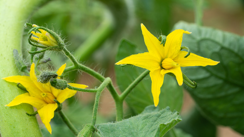 A close up of tomato plant flowers