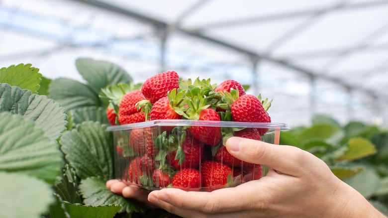 hards hold a carton of fresh strawberries
