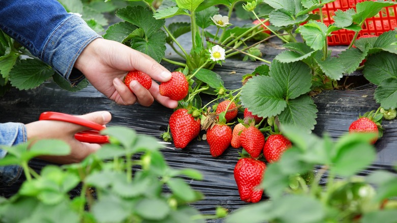 hands harvest strawberries with small clippers