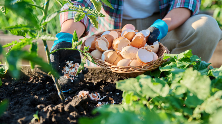 Fertilizing tomato plants with eggshells