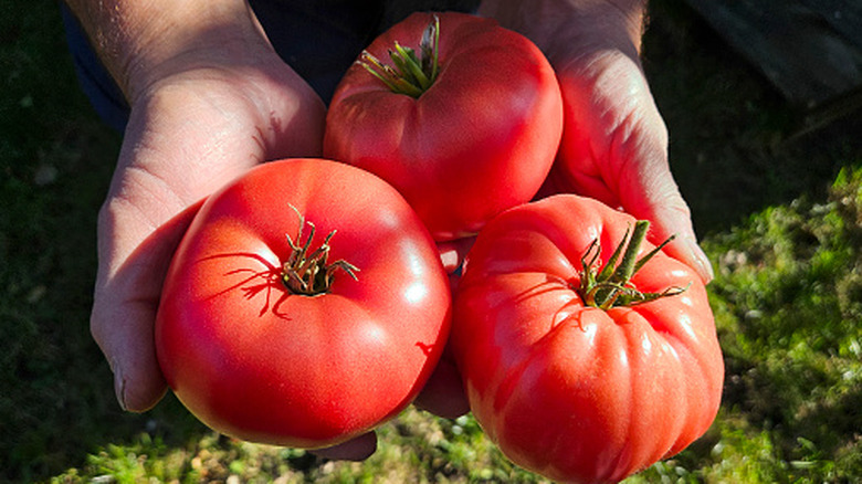 Three ripe, red tomatoes rest in a person's hands