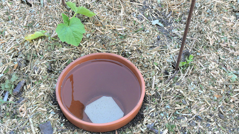 DIY continuous ollas jar watering system