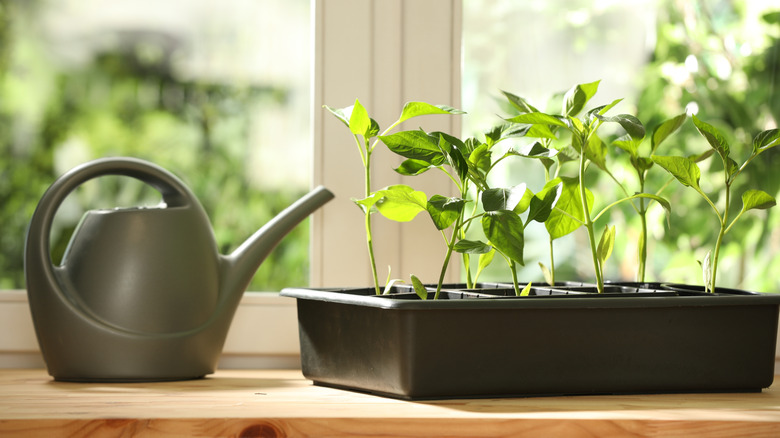 Pepper seedlings in pots and watering can near window