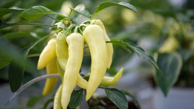 Potted yellow chili plant