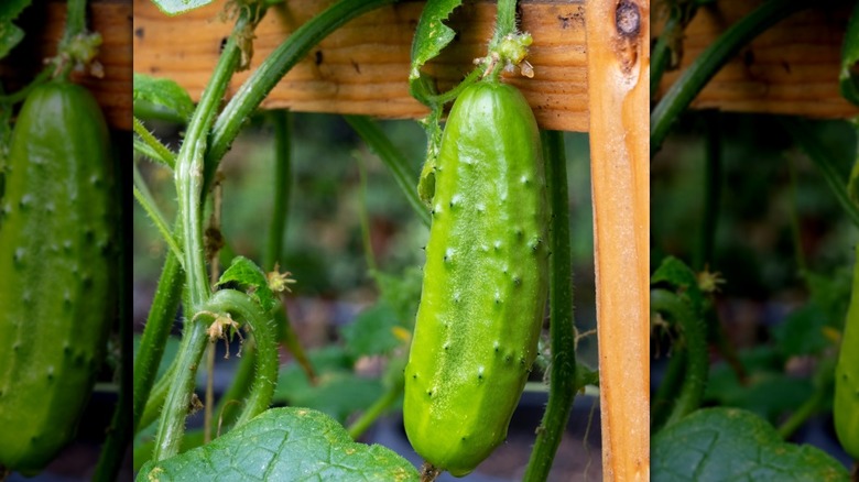 Boston cucumber growing on the vine