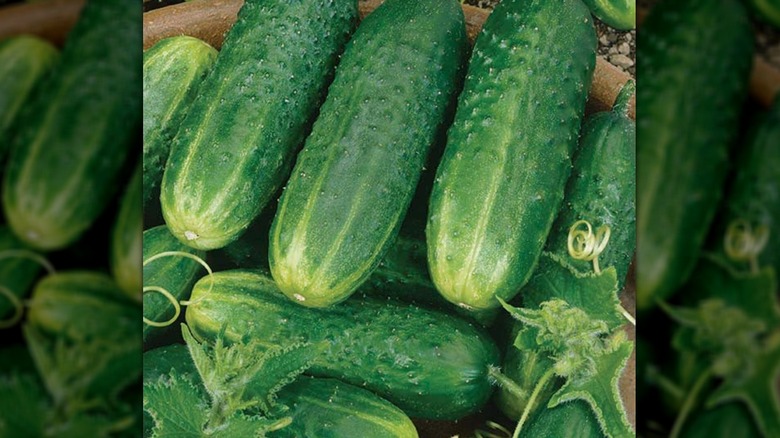 County Fair cucumbers