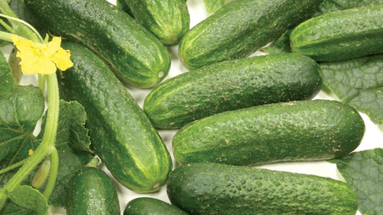 Diamant cucumbers