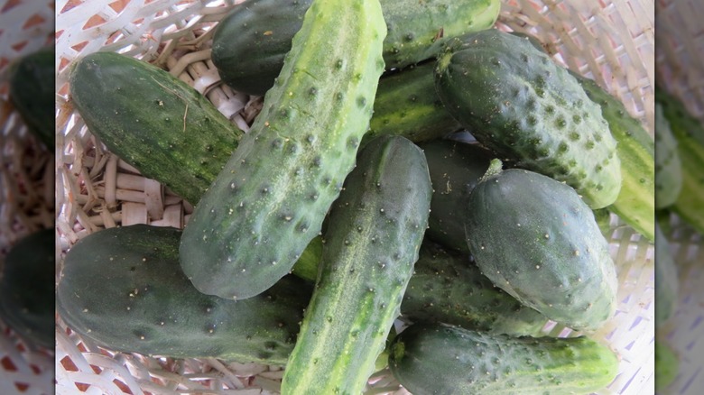 Little Leaf cucumbers