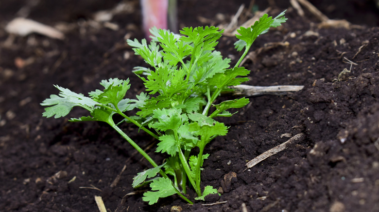 Close up of a cilantro plant in a vegetable plot