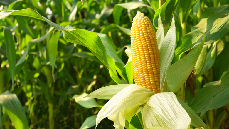 Corn cobs in a field
